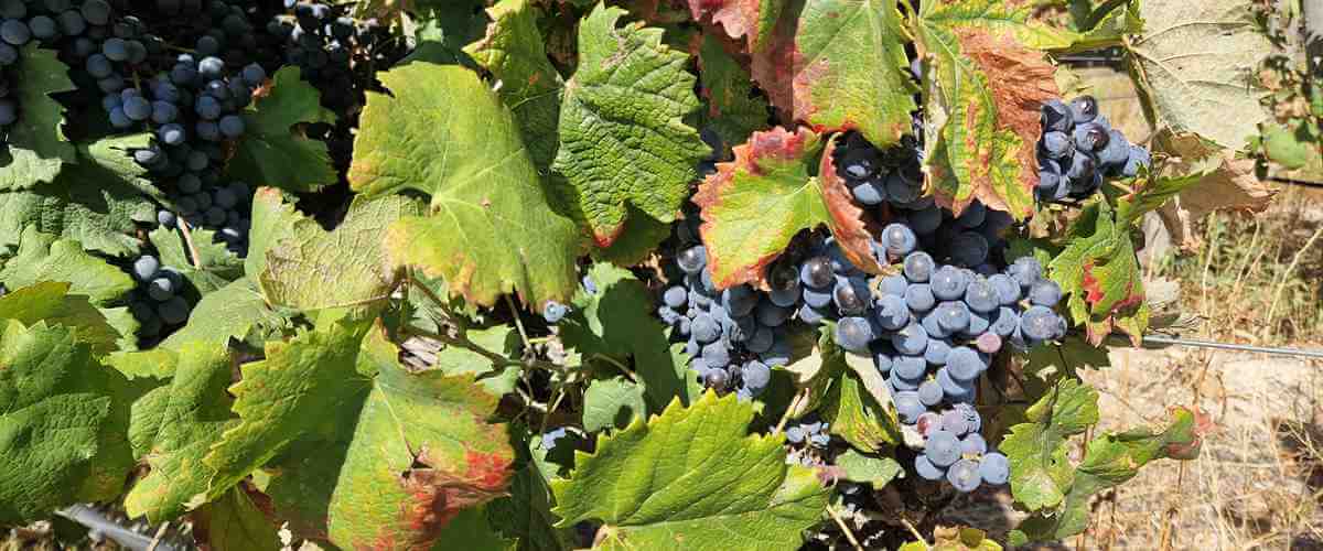 Fotografía de un viñedo en vendimia – Enoturismo comunidad valenciana - vendimia